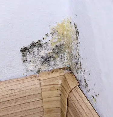 A wall with black mold growing on it.